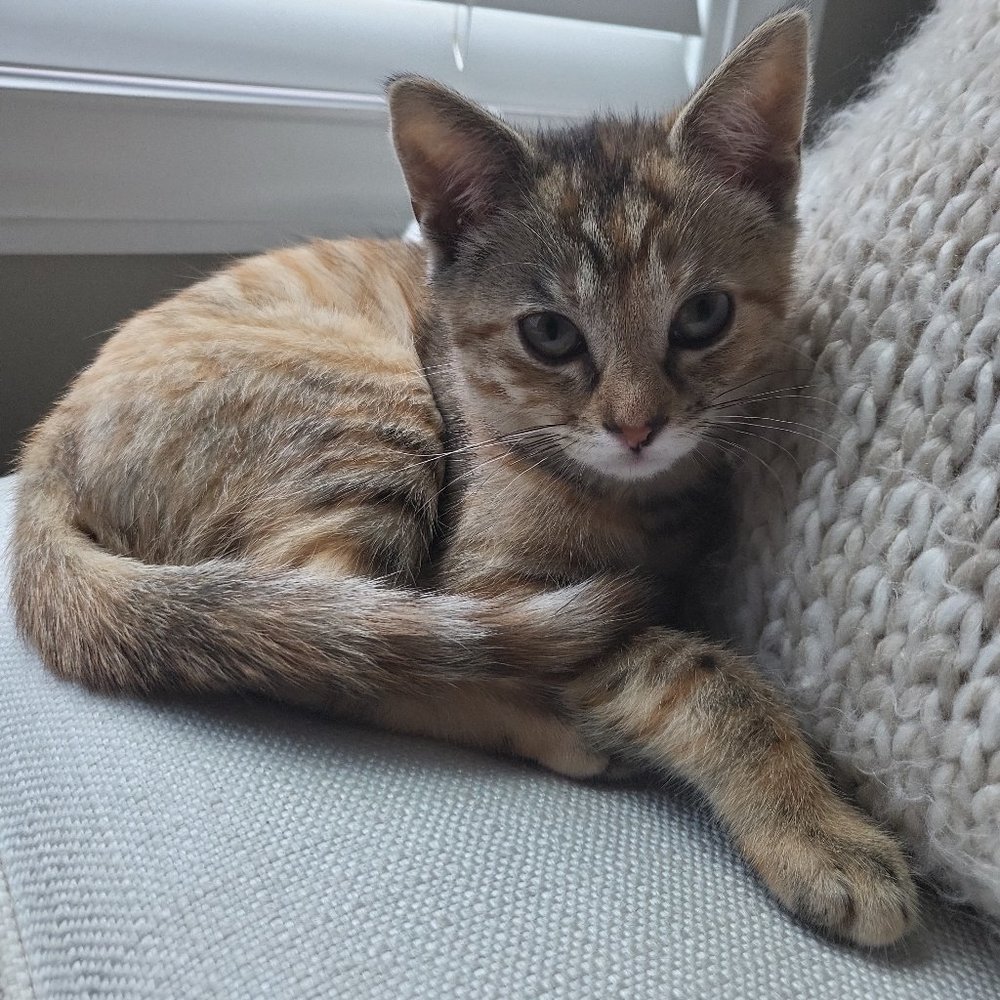 Meet your Posher, Jacqueline